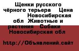 Щенки русского чёрного терьера  › Цена ­ 25 000 - Новосибирская обл. Животные и растения » Собаки   . Новосибирская обл.